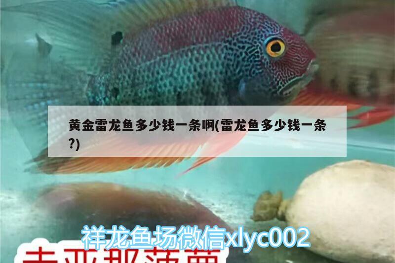 黃金雷龍魚多少錢一條啊(雷龍魚多少錢一條?) 黃金貓魚