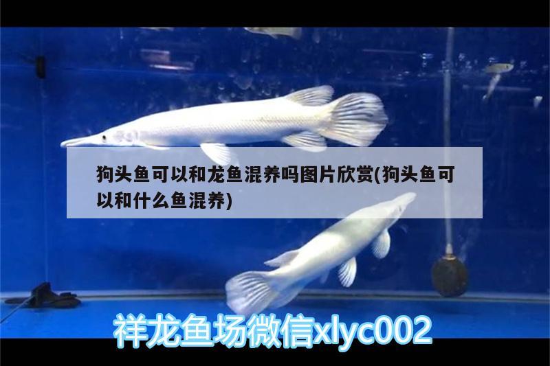 狗頭魚可以和龍魚混養(yǎng)嗎圖片欣賞(狗頭魚可以和什么魚混養(yǎng)) 狗頭魚