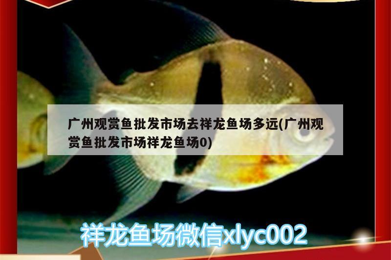 廣州觀賞魚(yú)批發(fā)市場(chǎng)去祥龍魚(yú)場(chǎng)多遠(yuǎn)(廣州觀賞魚(yú)批發(fā)市場(chǎng)祥龍魚(yú)場(chǎng)0) 觀賞魚(yú)批發(fā)