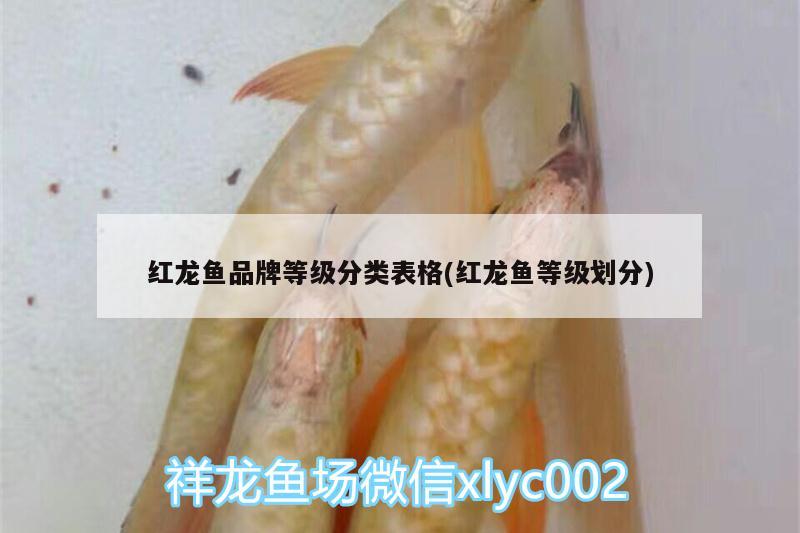 紅龍魚品牌等級分類表格(紅龍魚等級劃分) 沖氧泵