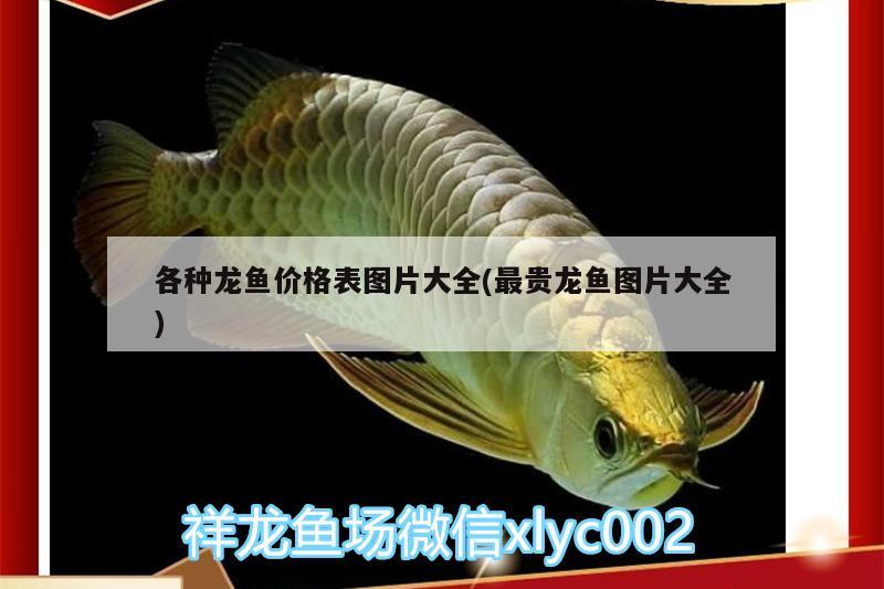 各種龍魚價格表圖片大全(最貴龍魚圖片大全) 檸檬鯽