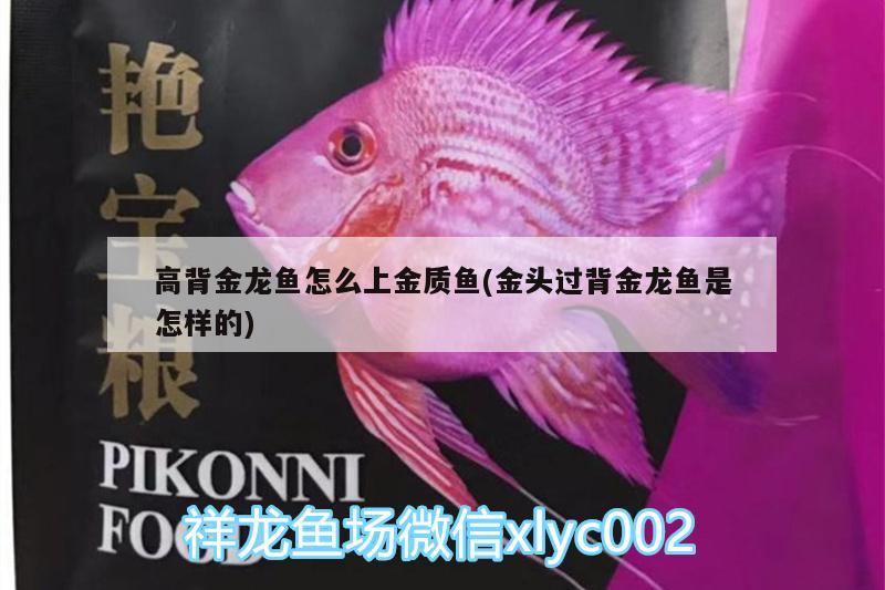 高背金龍魚怎么上金質(zhì)魚(金頭過背金龍魚是怎樣的)