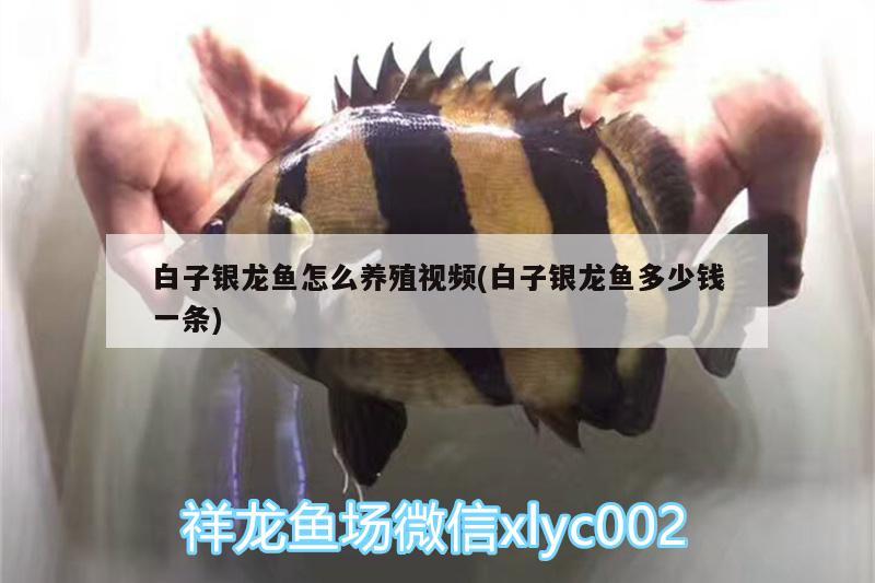 白子銀龍魚怎么養(yǎng)殖視頻(白子銀龍魚多少錢一條) 銀龍魚