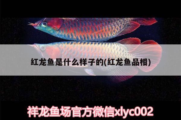 紅龍魚是什么樣子的(紅龍魚品相) 印尼虎苗