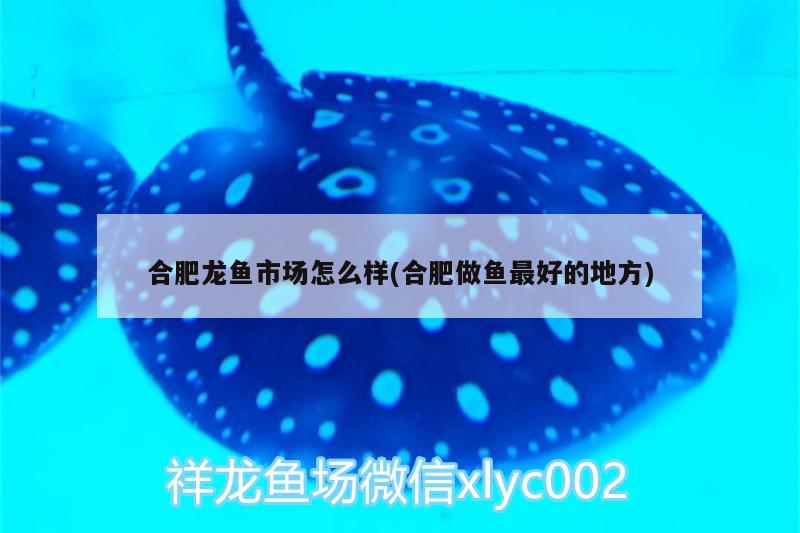 合肥龍魚市場怎么樣(合肥做魚最好的地方) 白子黃化銀龍魚