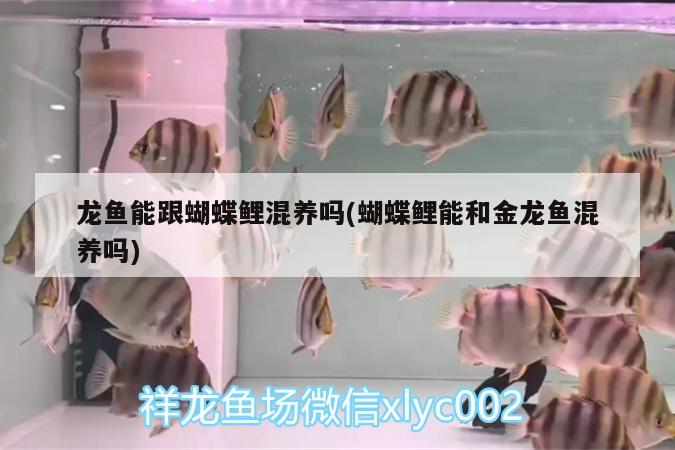 龍魚能跟蝴蝶鯉混養(yǎng)嗎(蝴蝶鯉能和金龍魚混養(yǎng)嗎) 蝴蝶鯉