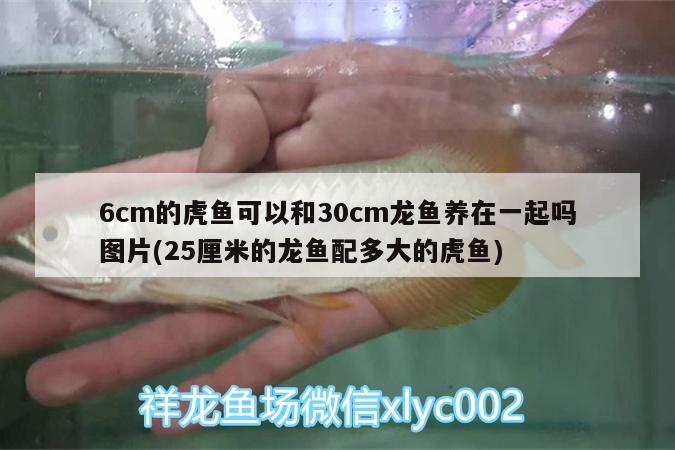 6cm的虎魚可以和30cm龍魚養(yǎng)在一起嗎圖片(25厘米的龍魚配多大的虎魚)