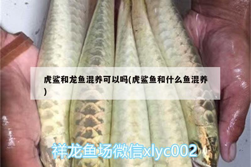 虎鯊和龍魚(yú)混養(yǎng)可以嗎(虎鯊魚(yú)和什么魚(yú)混養(yǎng)) 錦鯉魚(yú)百科