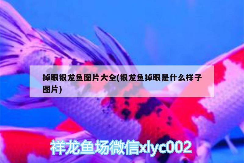 掉眼銀龍魚圖片大全(銀龍魚掉眼是什么樣子圖片)