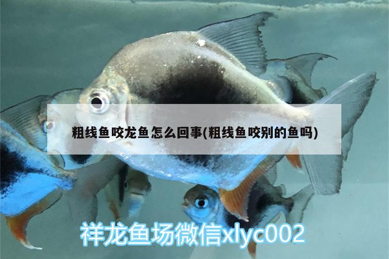 粗線魚(yú)咬龍魚(yú)怎么回事(粗線魚(yú)咬別的魚(yú)嗎)