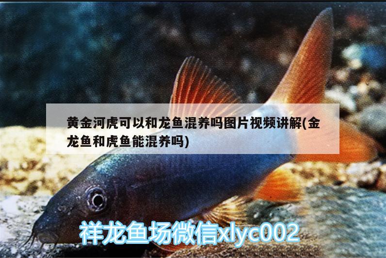 黃金河虎可以和龍魚混養(yǎng)嗎圖片視頻講解(金龍魚和虎魚能混養(yǎng)嗎) 虎魚百科