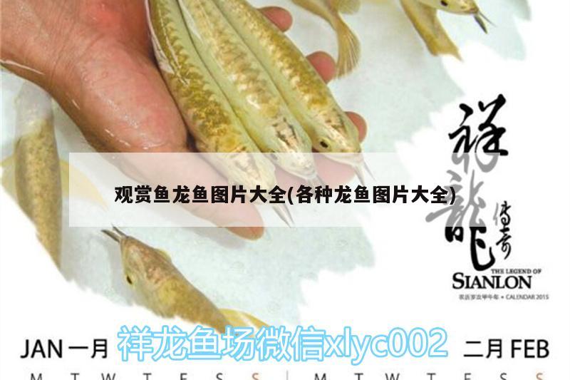 觀賞魚龍魚圖片大全(各種龍魚圖片大全)