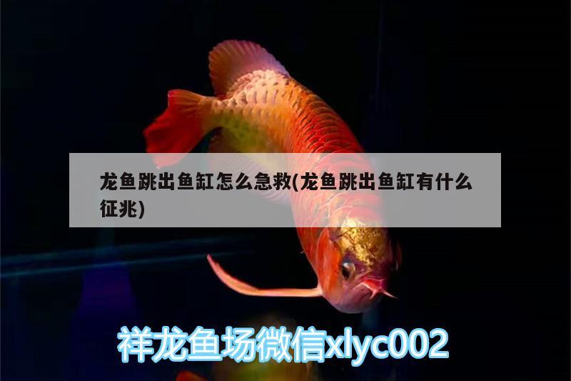 龍魚跳出魚缸怎么急救(龍魚跳出魚缸有什么征兆) 潛水艇魚