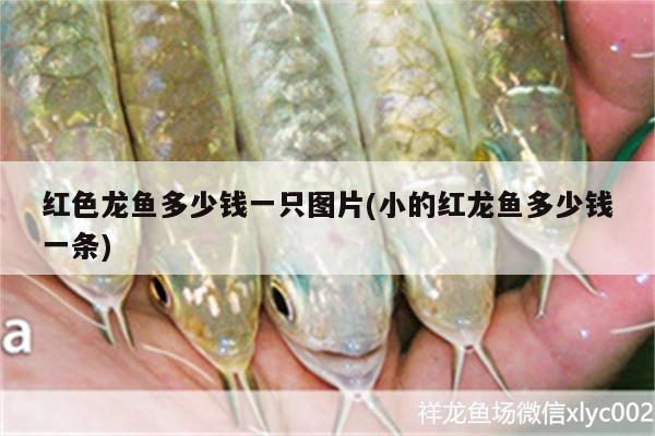 紅色龍魚(yú)多少錢(qián)一只圖片(小的紅龍魚(yú)多少錢(qián)一條) 刀魚(yú)魚(yú)