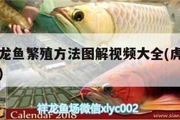 虎斑恐龍魚(yú)繁殖方法圖解視頻大全(虎斑魚(yú)怎么繁殖) 虎斑恐龍魚(yú)