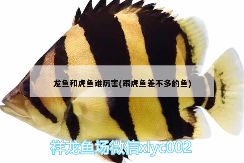 龍魚和虎魚誰(shuí)厲害(跟虎魚差不多的魚) 虎魚百科