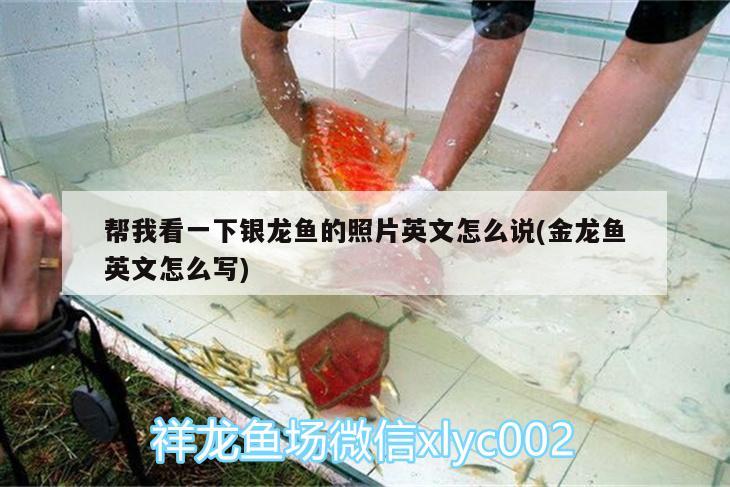 魚缸免換水的裝置叫什么，魚缸簡易換水裝置