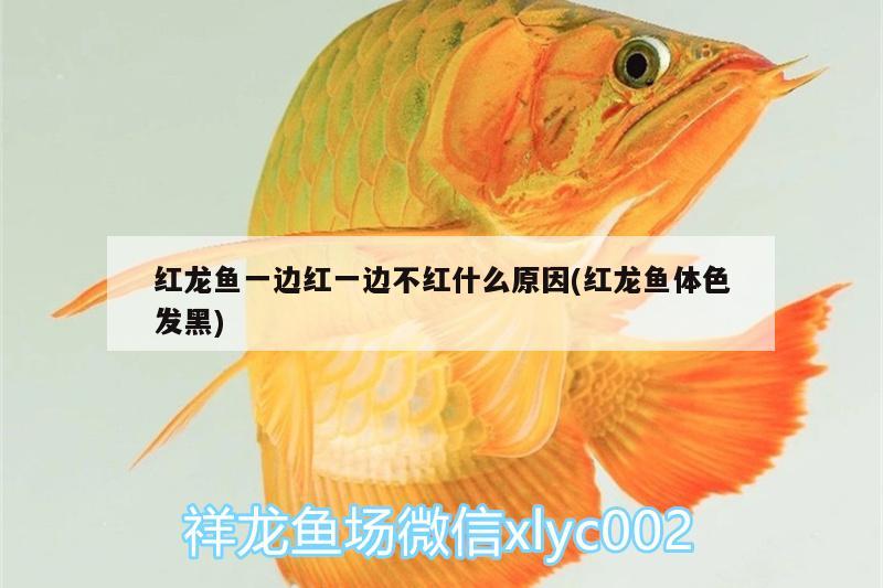 紅龍魚(yú)一邊紅一邊不紅什么原因(紅龍魚(yú)體色發(fā)黑)