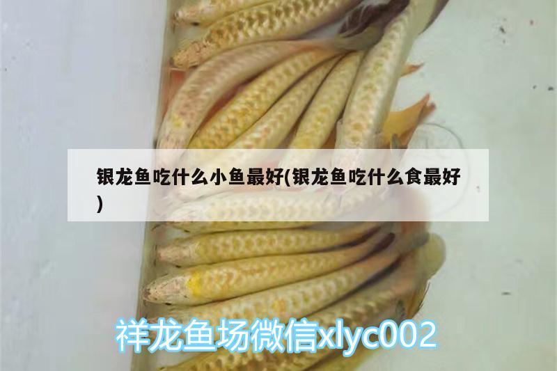 銀龍魚(yú)吃什么小魚(yú)最好(銀龍魚(yú)吃什么食最好) 銀龍魚(yú)百科 第2張