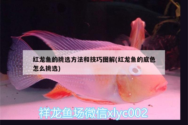 紅龍魚的挑選方法和技巧圖解(紅龍魚的底色怎么挑選)