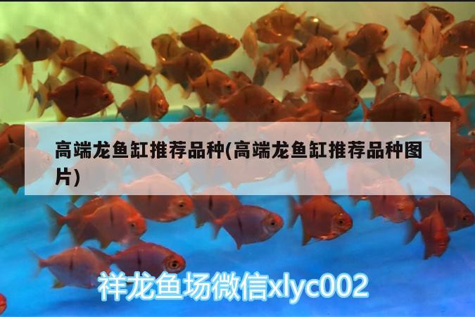 高端龍魚缸推薦品種(高端龍魚缸推薦品種圖片)