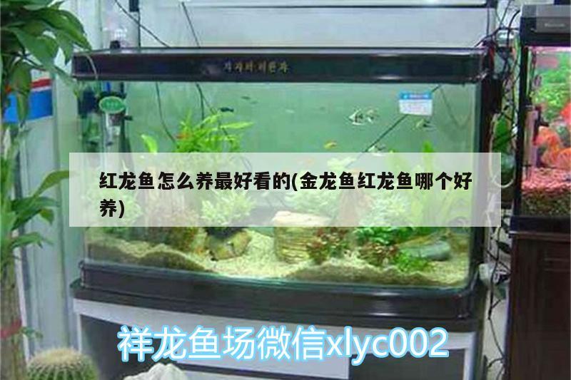 紅龍魚怎么養(yǎng)最好看的(金龍魚紅龍魚哪個好養(yǎng))