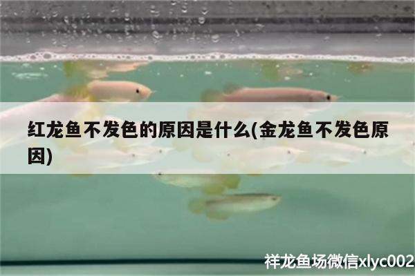 紅龍魚不發(fā)色的原因是什么(金龍魚不發(fā)色原因)