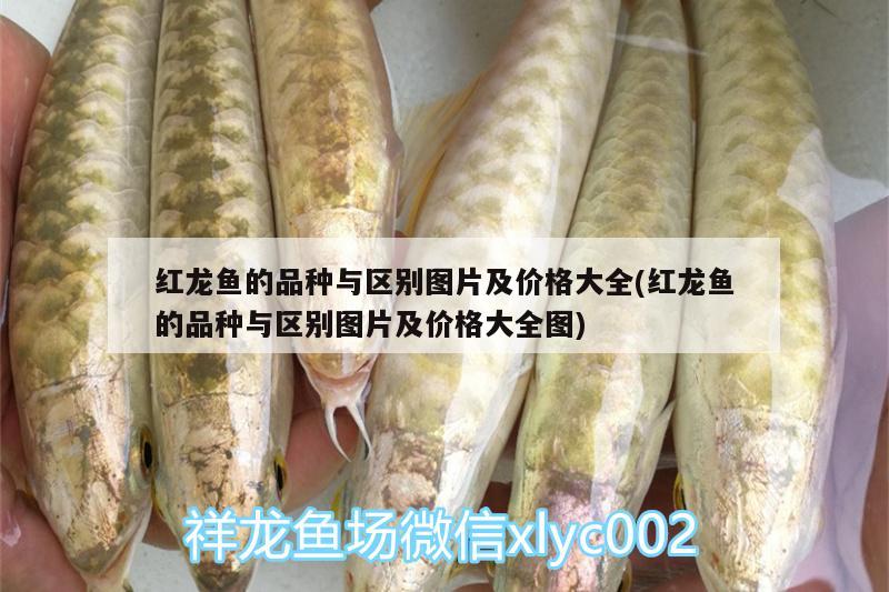 品質(zhì)怎么樣3000直嗎23左右過背了吧