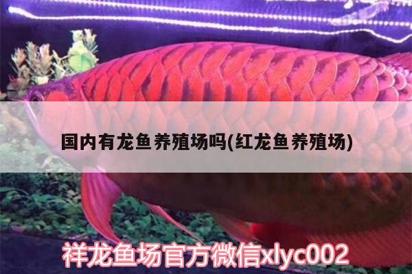 國內(nèi)有龍魚養(yǎng)殖場嗎(紅龍魚養(yǎng)殖場)