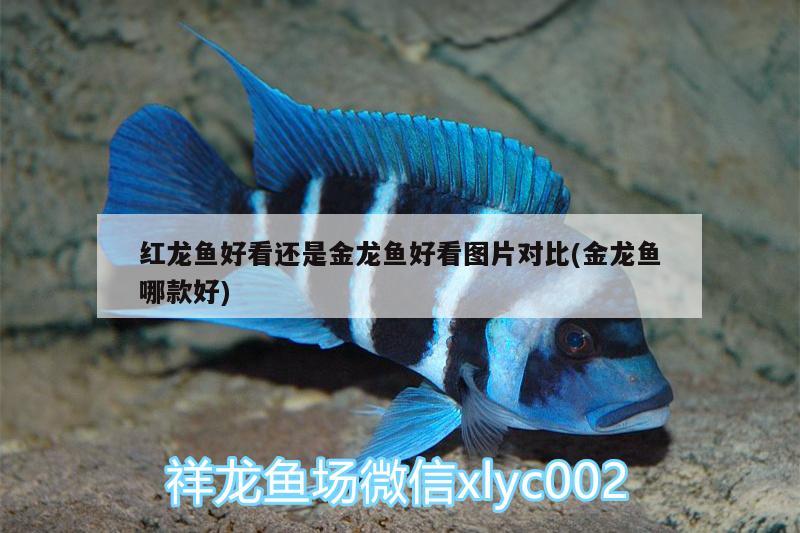 紅龍魚(yú)好看還是金龍魚(yú)好看圖片對(duì)比(金龍魚(yú)哪款好) 錦鯉池魚(yú)池建設(shè)