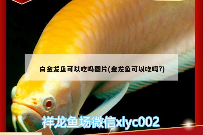 白金龍魚可以吃嗎圖片(金龍魚可以吃嗎?)