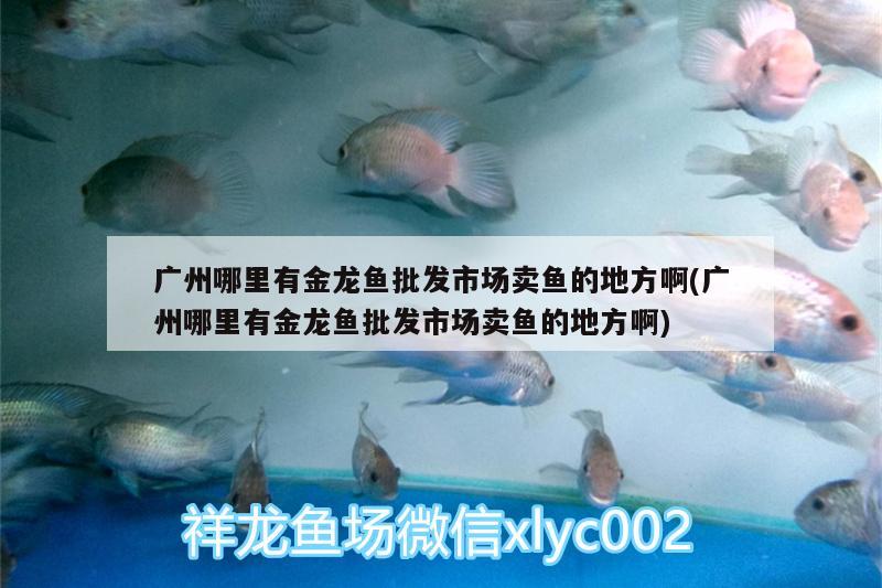 廣州哪里有金龍魚批發(fā)市場賣魚的地方啊(廣州哪里有金龍魚批發(fā)市場賣魚的地方啊) 龍魚批發(fā)