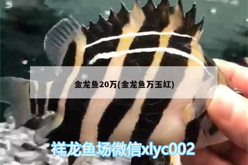 金龍魚20萬(金龍魚萬玉紅)