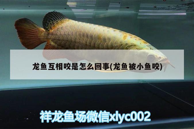 龍魚互相咬是怎么回事(龍魚被小魚咬)