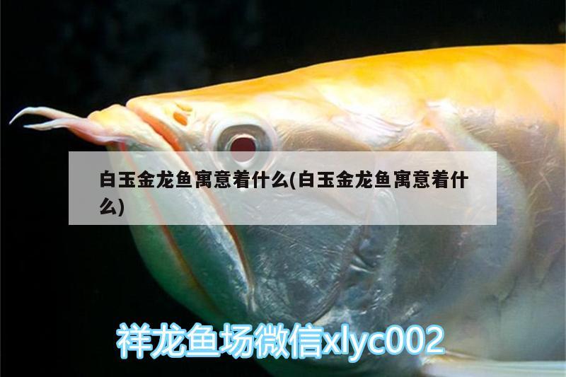 白玉金龍魚(yú)寓意著什么(白玉金龍魚(yú)寓意著什么) 元寶鳳凰魚(yú)專用魚(yú)糧