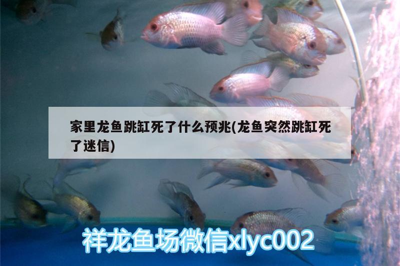 家里龍魚跳缸死了什么預兆(龍魚突然跳缸死了迷信)