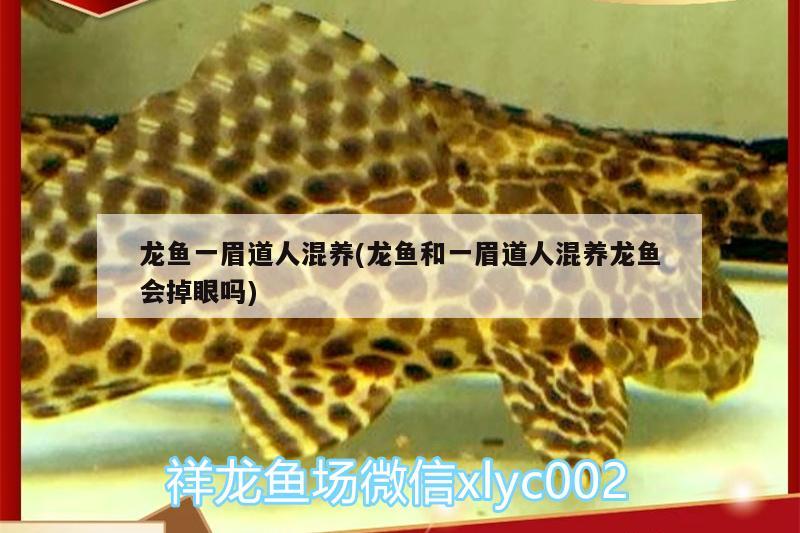 熊貓金魚圖片大全大圖：熊貓金魚什么時(shí)候變色 觀賞魚 第1張