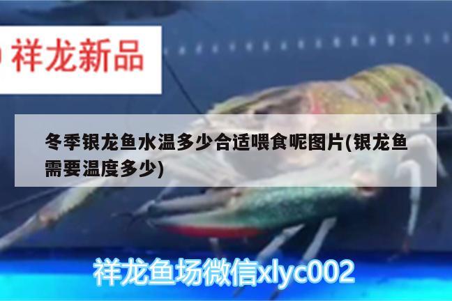 冬季銀龍魚水溫多少合適喂食呢圖片(銀龍魚需要溫度多少) 銀龍魚百科