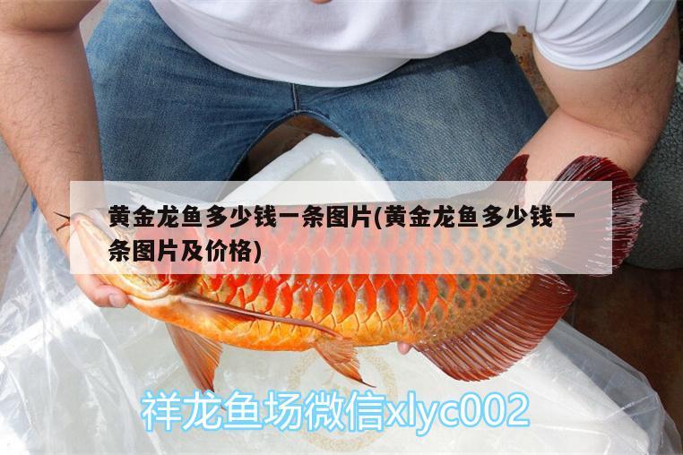 黃金龍魚多少錢一條圖片(黃金龍魚多少錢一條圖片及價(jià)格)