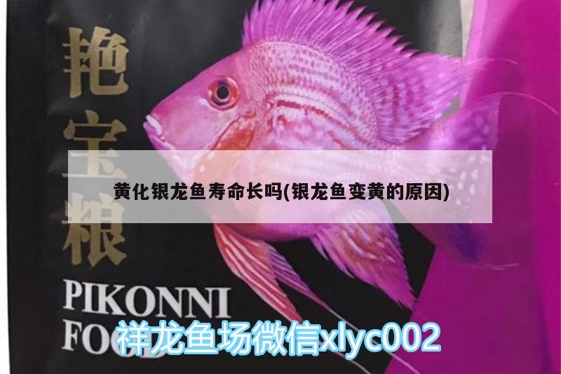 黃化銀龍魚壽命長嗎(銀龍魚變黃的原因)