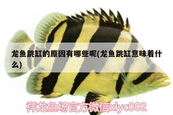 龍魚(yú)跳缸的原因有哪些呢(龍魚(yú)跳缸意味著什么) 過(guò)濾設(shè)備