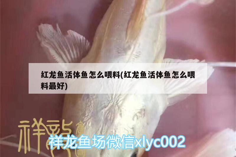 紅龍魚(yú)活體魚(yú)怎么喂料(紅龍魚(yú)活體魚(yú)怎么喂料最好)