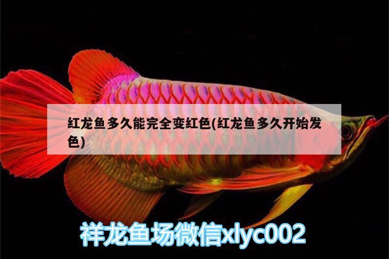 紅龍魚多久能完全變紅色(紅龍魚多久開始發(fā)色) 赤焰中國(guó)虎魚