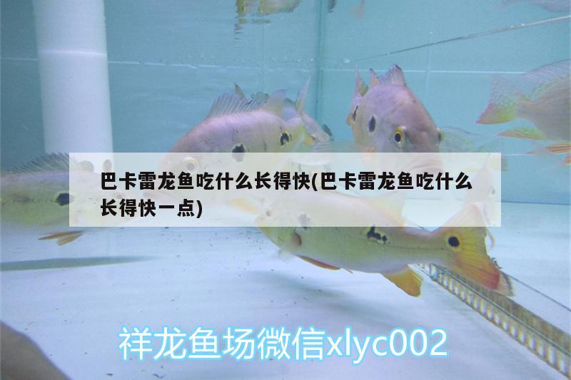 巴卡雷龍魚吃什么長得快(巴卡雷龍魚吃什么長得快一點)