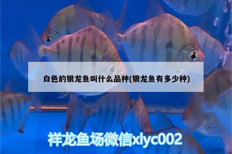 白色的銀龍魚叫什么品種(銀龍魚有多少種) 銀龍魚