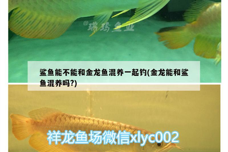 鯊魚能不能和金龍魚混養(yǎng)一起釣(金龍能和鯊魚混養(yǎng)嗎?) 垂釣樂園 第1張