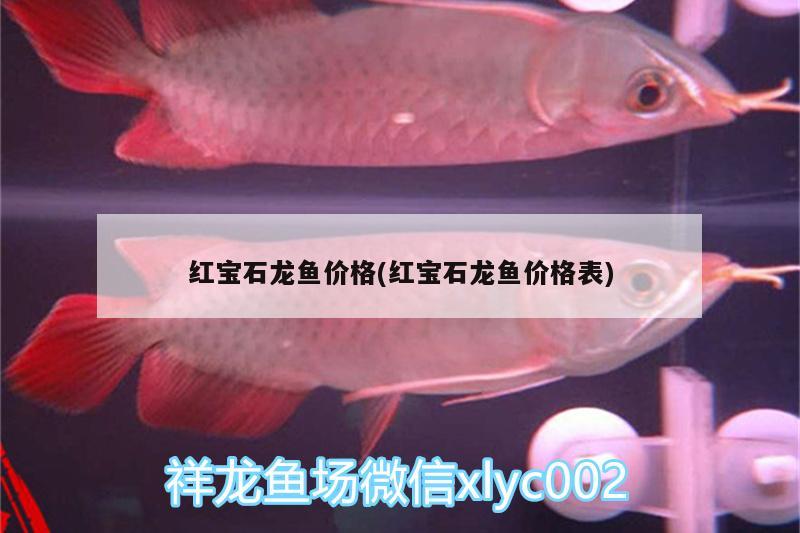 紅寶石龍魚(yú)價(jià)格(紅寶石龍魚(yú)價(jià)格表)