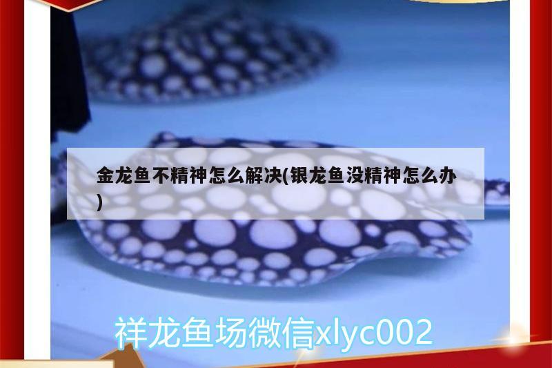 金龍魚不精神怎么解決(銀龍魚沒精神怎么辦) 銀龍魚