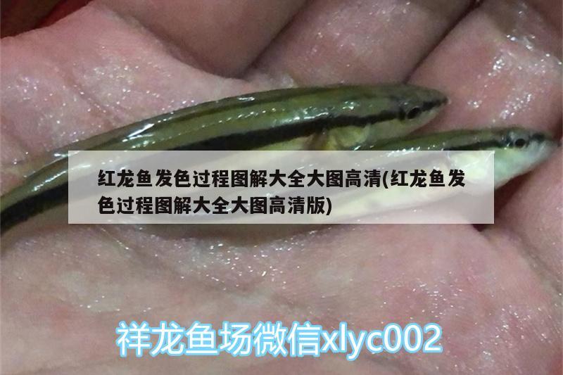 金龍魚金質(zhì)不重怎么辦：金龍魚怎么增加金質(zhì)感 觀賞魚市場 第1張