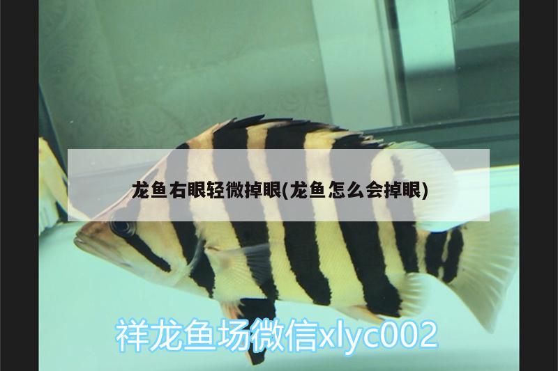 龍魚右眼輕微掉眼(龍魚怎么會(huì)掉眼)